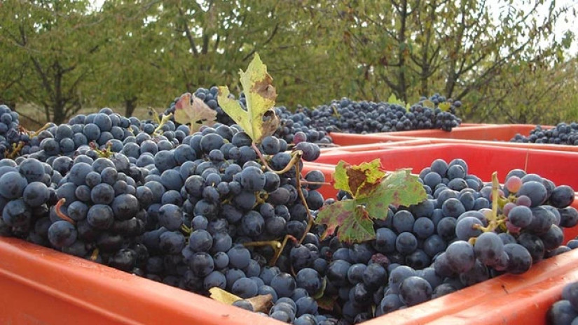 ამ დროისთვის კახეთში 24 ათასამდე ტონა ყურძენია გადამუშავებული