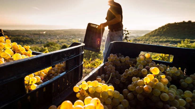 რთველის სუბსიდიისთვის ბიუჯეტიდან 75 მლნ ლარი დაიხარჯება
