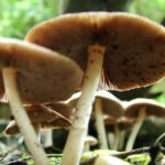 Cases of mushroom poisoning in Georgia - Toxicologist