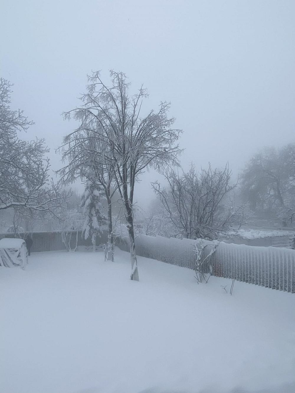 კოჯორი დღეს