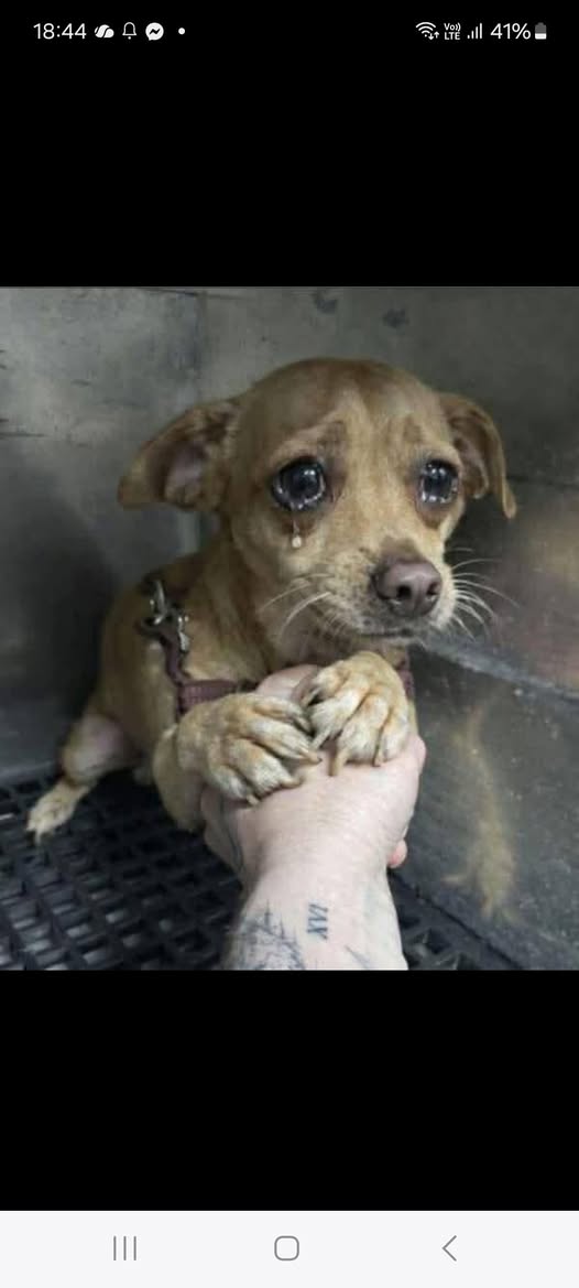 თბილისში, ფილარმონიასთან მოქალაქეები გამოექომაგნენ მიუსაფარ ძაღლს, რომელიც ცხოველთა მონიტორინგის სამსახურმა დაიჭირა (ვიდეო)